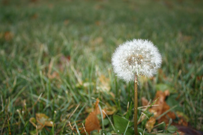 Spring Weed Control