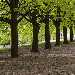 Tree & Shrub Care