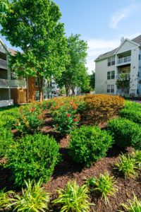 Baltimore HOA landscape