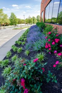 Spring flowers just blooming