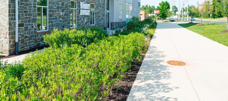 Patapsco Spring trimmed bushes